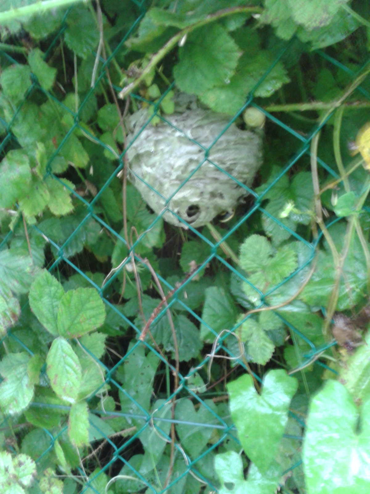 nid de guêpes Neufchâtel en Bray